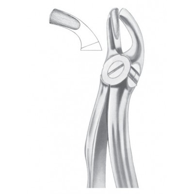  Fig. 19 upper third molars