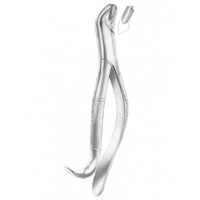  HARRIS Fig. 18R upper molars right