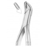  Fig. 20L upper molars left