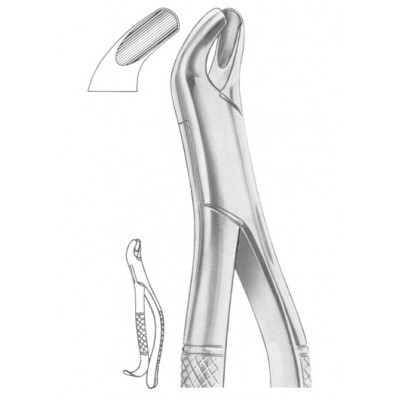  Fig. 24 upper molars