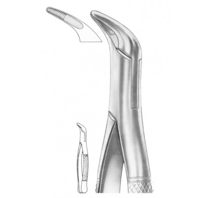  Fig. 36 lower anteriors and roots