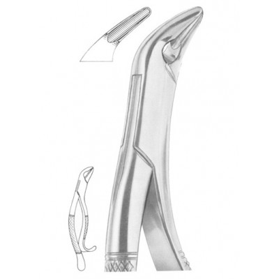  THOMAS Fig. 85A lower canines, premolars and molars